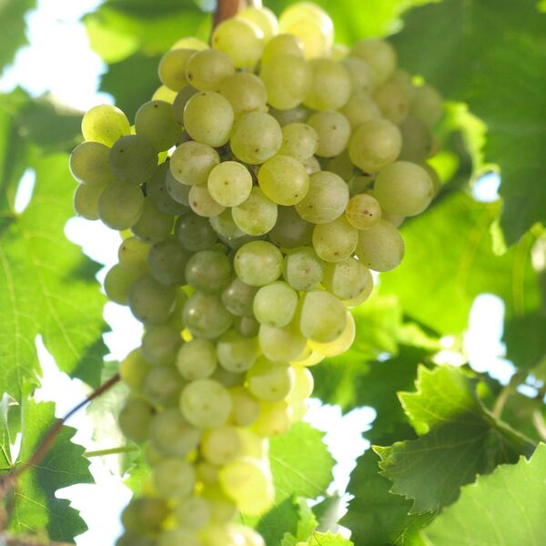 Müller-Thurgau (Rivaner) Müller-Thurgau (Rivaner) Reben