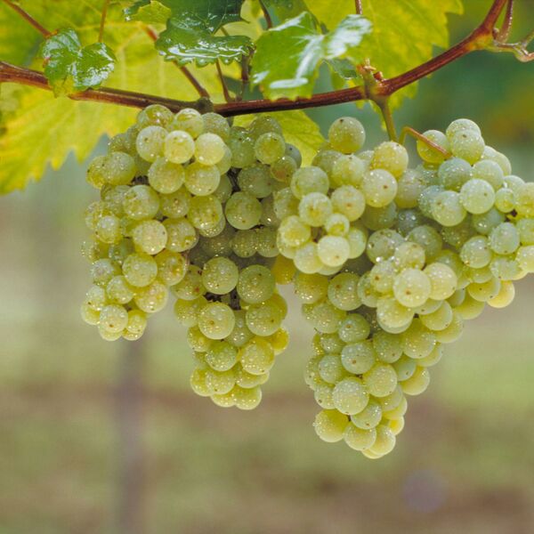 Bacchus Bachus Reben