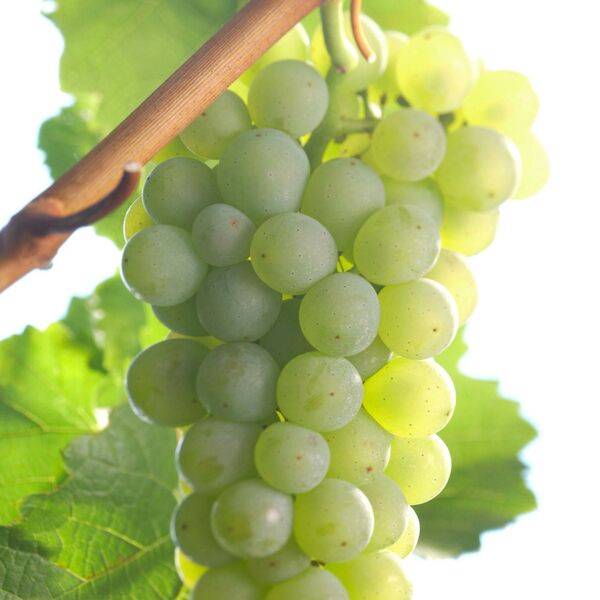Silvaner Silvaner Reben