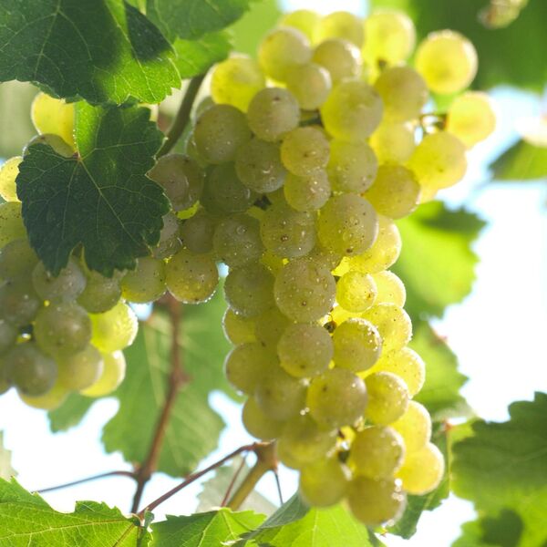 Riesling Riesling Reben